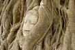 The head of the sandstone buddha image in roots of bodhi tree