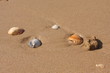 Küste - Strand -Muschel