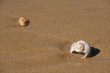 Küste - Strand - Schnecke