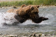 Grizzly bear chasing down salmon for dinner in Alaska