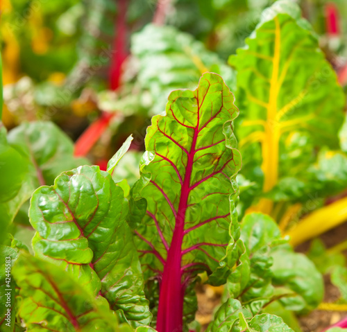 Photo: Rainbow chard Rainbow chard