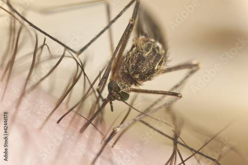 Foto: Mosquito sucking blood, extreme close-up with high magnification Mosquito sucking blood, extreme close-up with high magnification
