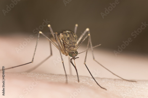 Foto: Mosquito sucking blood, extreme close-up with high magnification Mosquito sucking blood, extreme close-up with high magnification