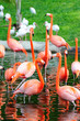 Flamingo in Miami zoo