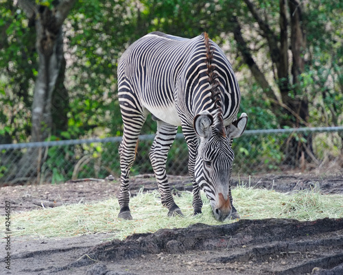 Foto: Zebra Zebra