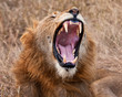 Male lion yarning