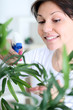 Photo: Young smiling woman spraying flowers Young smiling woman spraying flowers