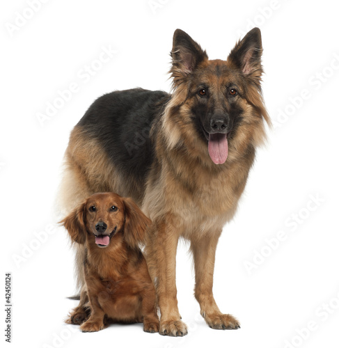 Foto: Dachshund, 9 years old, German Shepherd Dog, 3 years old Dachshund, 9 years old, German Shepherd Dog, 3 years old