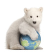 Polar bear cub, Ursus maritimus, 3 months old, with globe