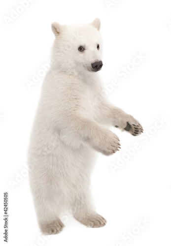 Foto: Polar bear cub, Ursus maritimus, 6 months old Polar bear cub, Ursus maritimus, 6 months old