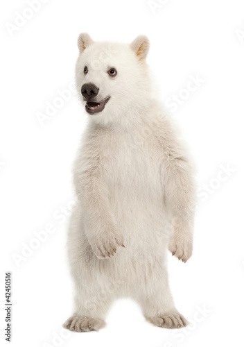 Foto: Polar bear cub, Ursus maritimus, 6 months old, standing Polar bear cub, Ursus maritimus, 6 months old, standing