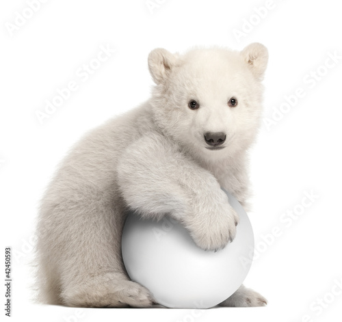 Foto: Polar bear cub, Ursus maritimus, 3 months old, with white ball Polar bear cub, Ursus maritimus, 3 months old, with white ball