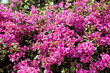 Foto: pink flowers pink flowers