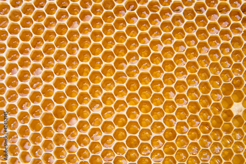 Photo: Honey in comb Honey in comb