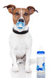 baby dog