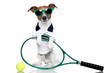 tennis dog
