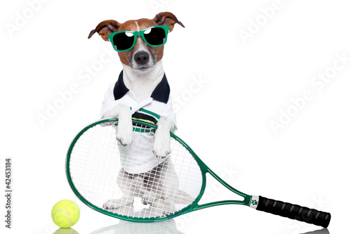 Photo: tennis dog tennis dog