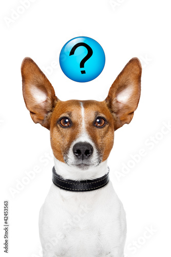 Foto: Ask the dog Ask the dog