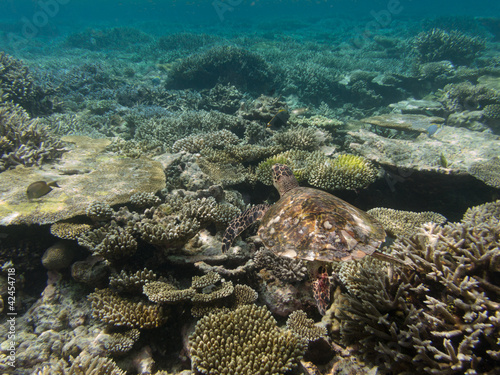 Photo: Sea turtle swimming over coral reef Sea turtle swimming over coral reef