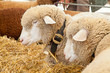 Foto: swiss cow farm swiss cow farm