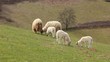 Video: sheep sheep