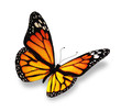 Yellow-orange butterfly, isolated on white background