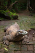 Foto: Huge dragon of Komodo Huge dragon of Komodo