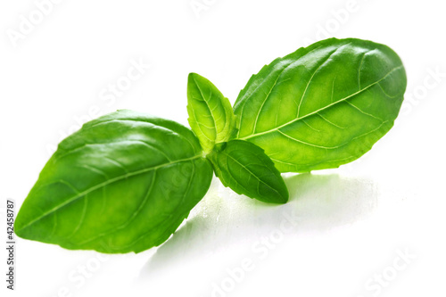 Foto: Herb Series - Basil Herb Series - Basil