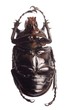 Photo: giant scarab rhino beetle giant scarab rhino beetle