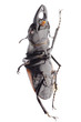 Photo: insect stag beetle insect stag beetle