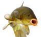 colored fish swimming free, carp, tench