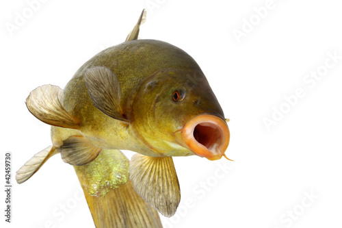 Photo: colored fish swimming free, carp, tench colored fish swimming free, carp, tench