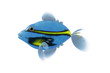 blue fish