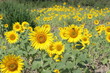 Foto: Champ de tournesols Champ de tournesols