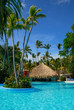 Palm and swimming pool