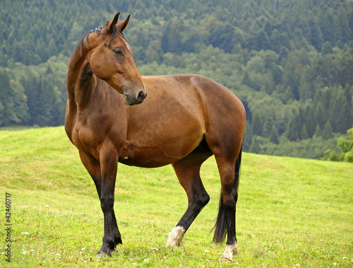 Photo: ETALON BRUN ETALON BRUN