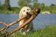 Golden retriever portant une grosse branche