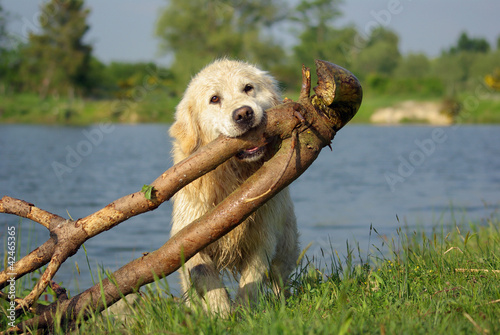Photo: Golden retriever portant une grosse branche Golden retriever portant une grosse branche