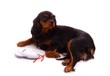 Hund mit Chip Lesegerät