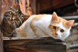 Katzen