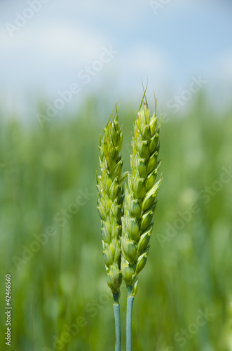 Foto: Organic green wheat. Organic green wheat.