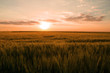 Colorful sunset over wheat field.