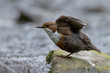 Dipper