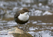 Dipper