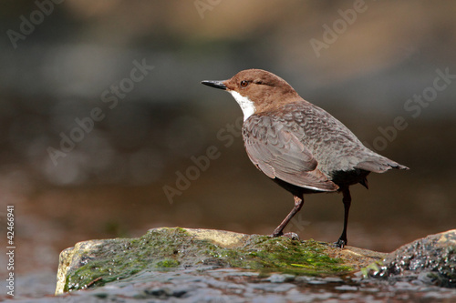 Photo: Dipper Dipper