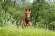 Pferd auf Wiese