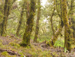 Virgin mountain rainforest of Marlborough, NZ
