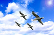 sea gull
