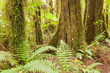 Lush ferns in sub-tropical NZ Kahikatea rainforest