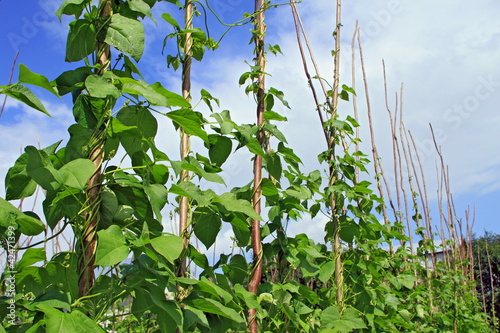 Photo: Young stalks of a string bean on poles Young stalks of a string bean on poles